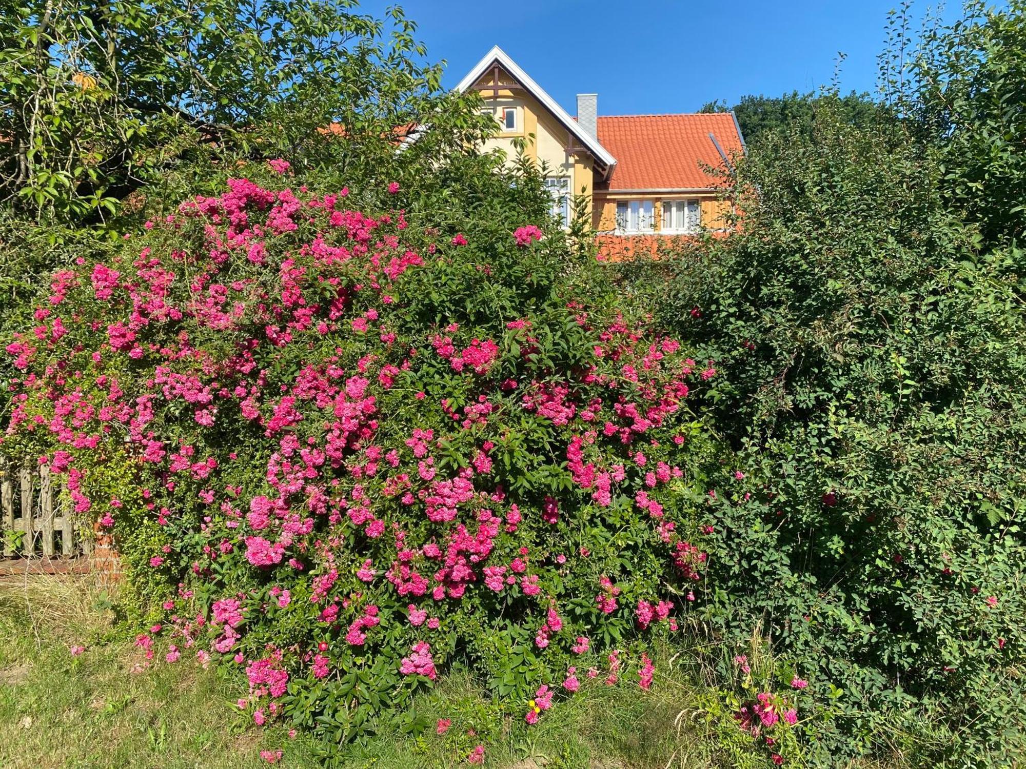 Neulandhof Spoering Διαμέρισμα Walsrode Εξωτερικό φωτογραφία